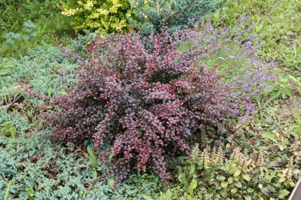 Japanese Barberry Removal in Vienna