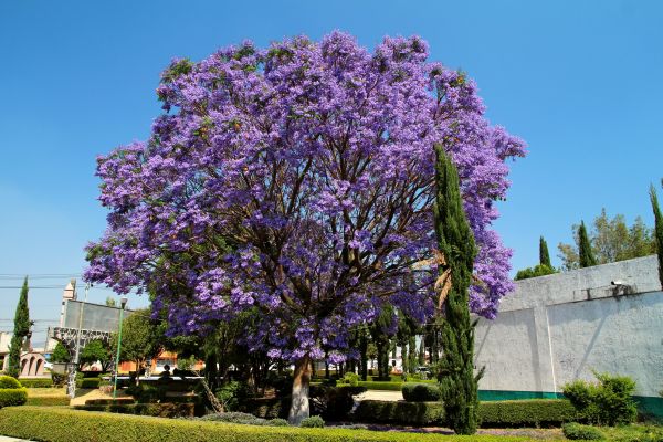 Jacaranda Pruning in Vienna