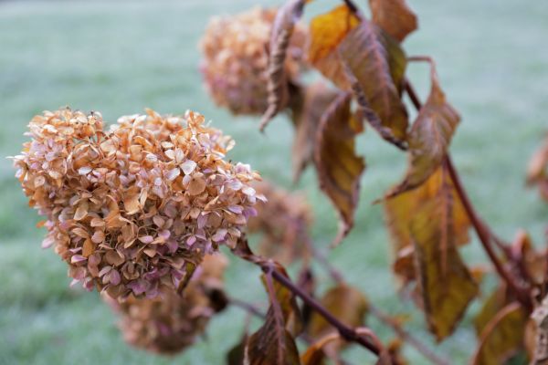 Hydrangea Removal in Vienna