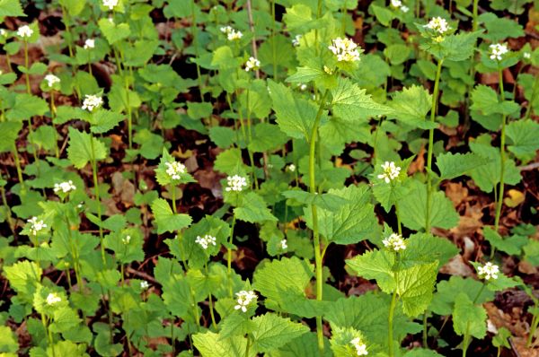 Garlic Mustard Removal in Vienna