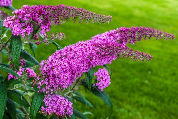 Butterfly Bush Removal in Vienna
