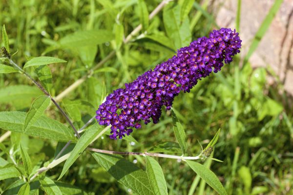 Butterfly Bush Pruning in Vienna