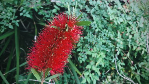 Bottlebrush Pruning in Vienna