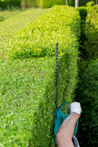 Hedge Trimming in Vienna