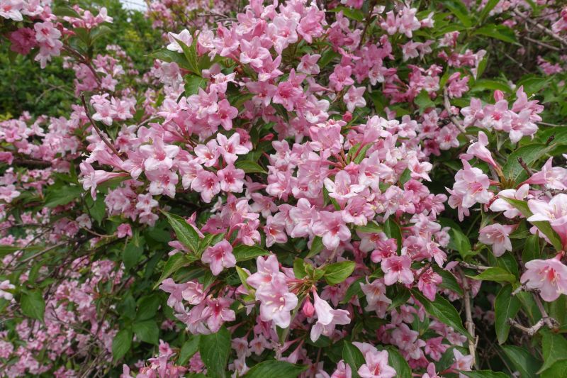 Weigela Pruning Service
